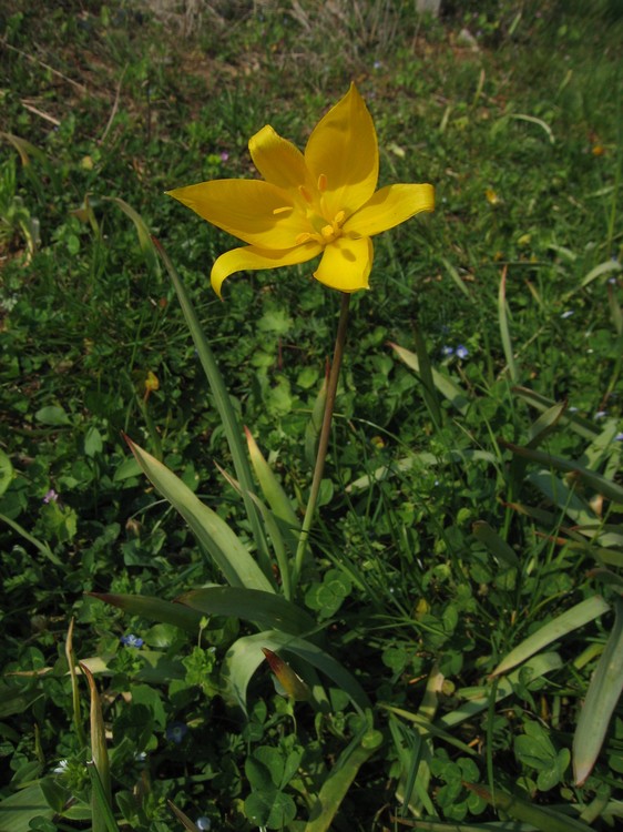 Tulipa sylvestris